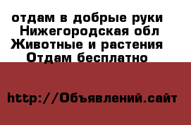 отдам в добрые руки - Нижегородская обл. Животные и растения » Отдам бесплатно   